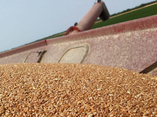 The 2018 hard red spring wheat came off with few to no weather delays in northwestern Minnesota and eastern North Dakota. The dry summer weather helped quality but took its toll on the yield. (Photo by Tim Dufault, Crookston, Minnesota)